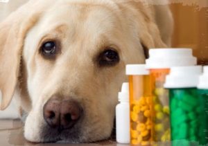 Labrador dog lying next to bottle of pills and medication, close-up