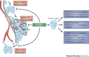 Cannabis-kills-cancer-diagram